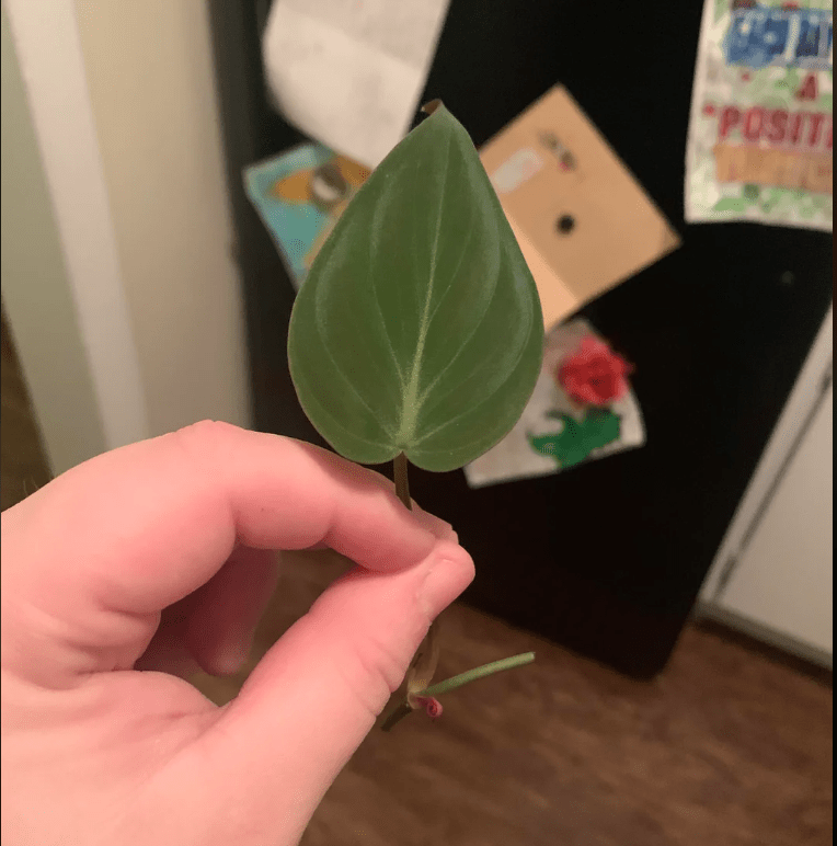 philodendron micans node to propagate held by a woman